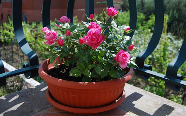 Как вырастить розы на балконе