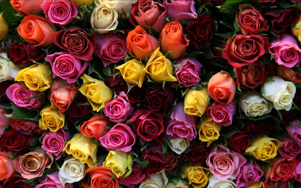 Символизм цветов роз