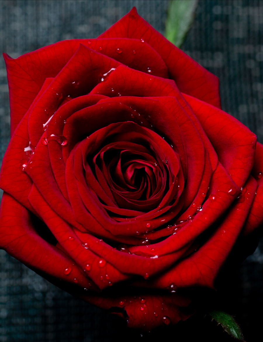 Розы Ред Наоми